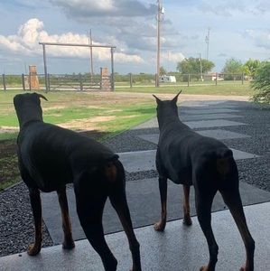 Meet your Posher, Trynna